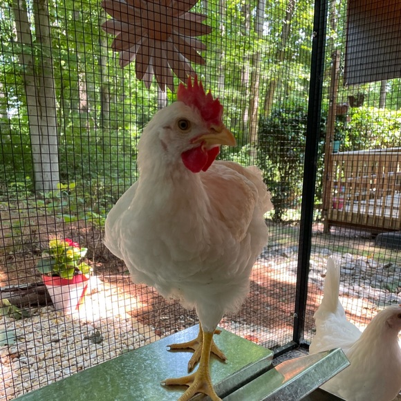 Meet Your Posher, Jen. - Picture 5 of 7